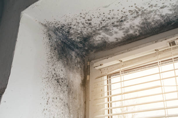 Trusted Black Mold Removal service in Fort Myer, VA - Cheap Mold Removal